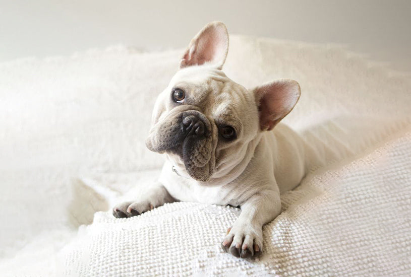 The One Ingredient All Frenchie Parents Should Make Their Dog’s Best Friend  +  How to Take The Best Care Of Your Frenchie