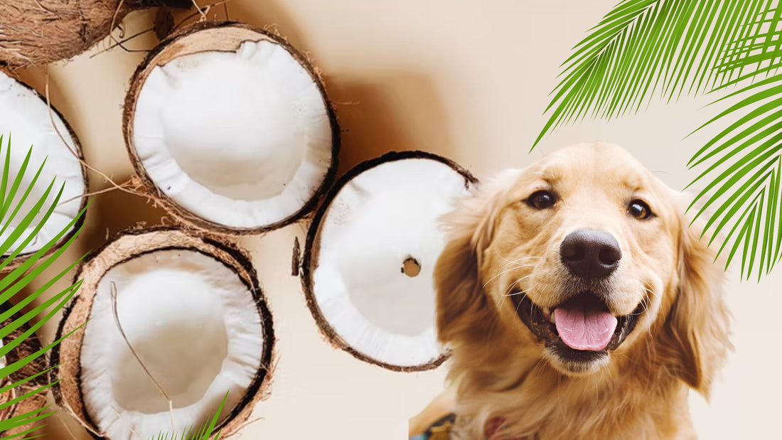 COCONUT OIL: GOOD OR BAD FOR YOUR DOG?