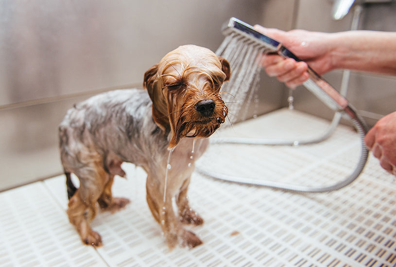 How Often Should You Give Your Dog a Bath?