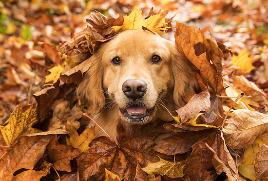 How to Get Your Dog Ready for Fall